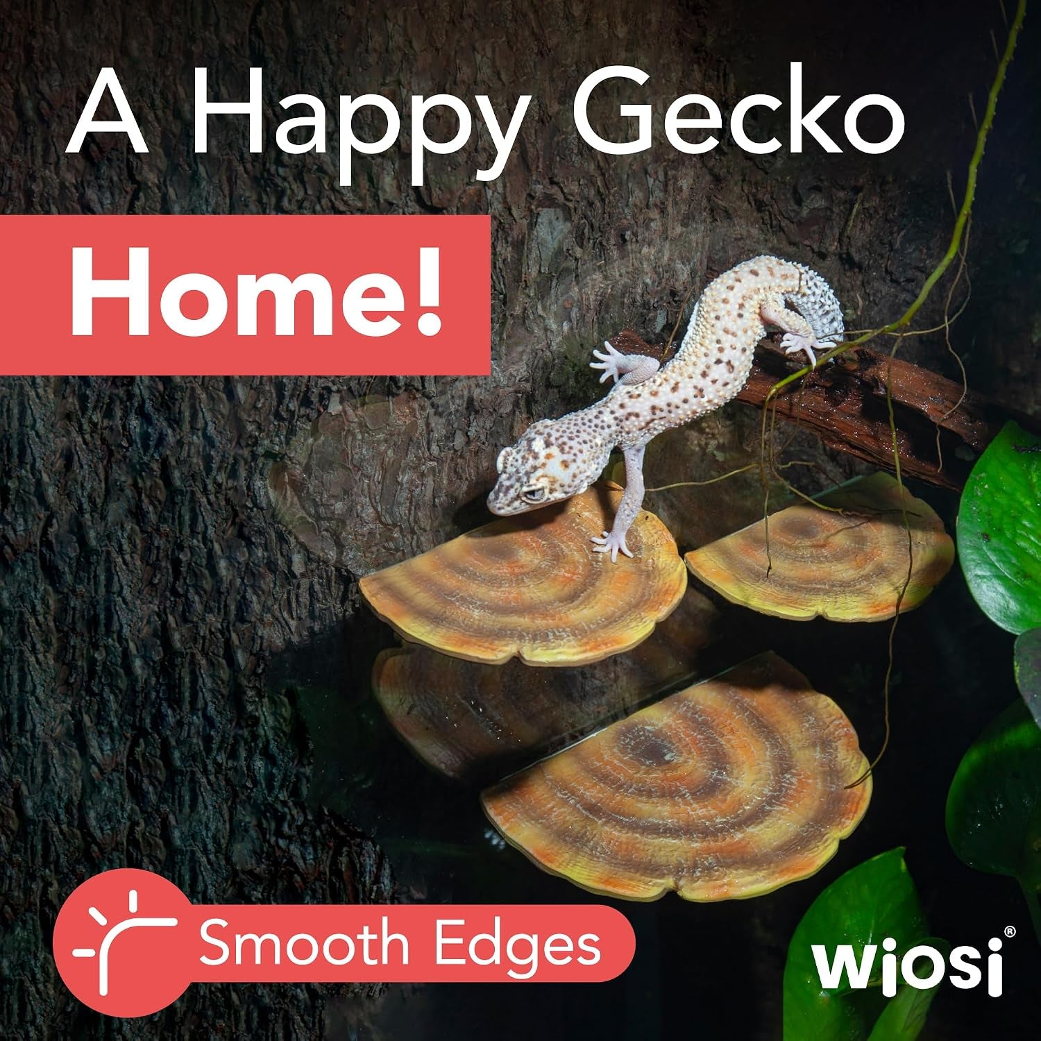 5-Piece Turkey Gill Mushroom Floating Shelves for Decorating Wall | Shelves for Room Wall | Perfect Floating Shelves for Room Decor | Leopard Gecko Tank Accessories