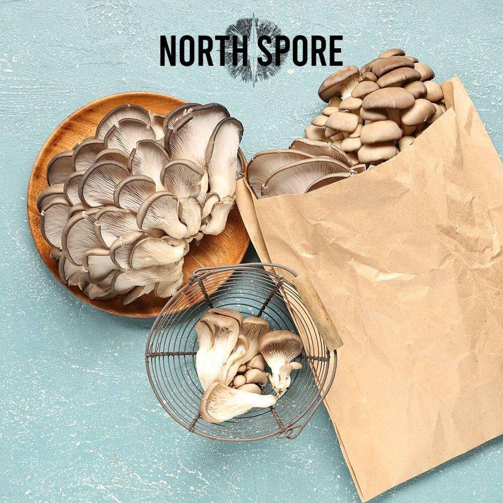 Organic Blue Oyster Mushroom Spray & Grow Kit