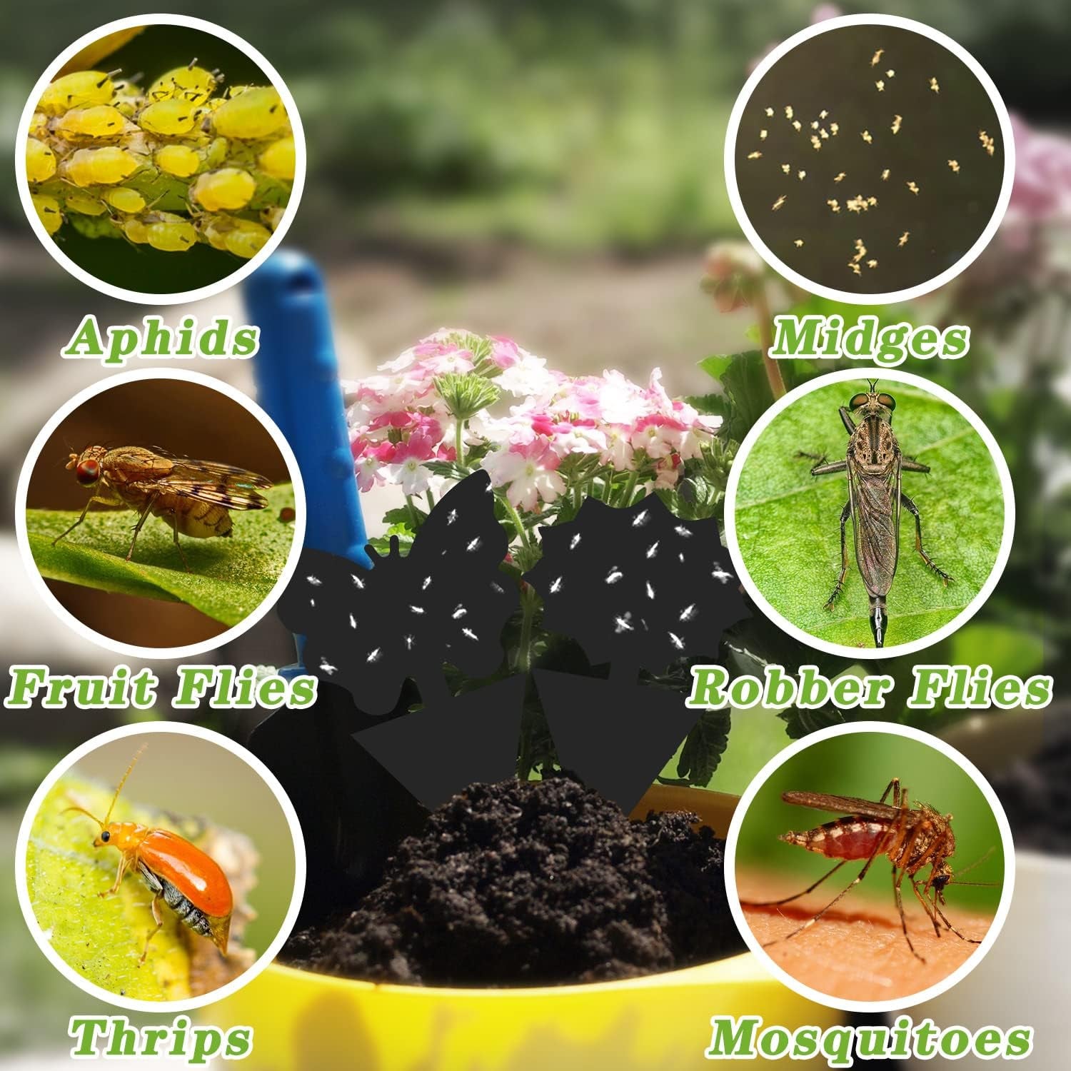 96PCS Fruit Fly Traps Sticky Traps Fungus Gnat Traps Insect Bug Traps for Indoor Outdoor Kitchen Plants Whitefly Mosquitos Fungus Gnats Flying Insects, JPM0161