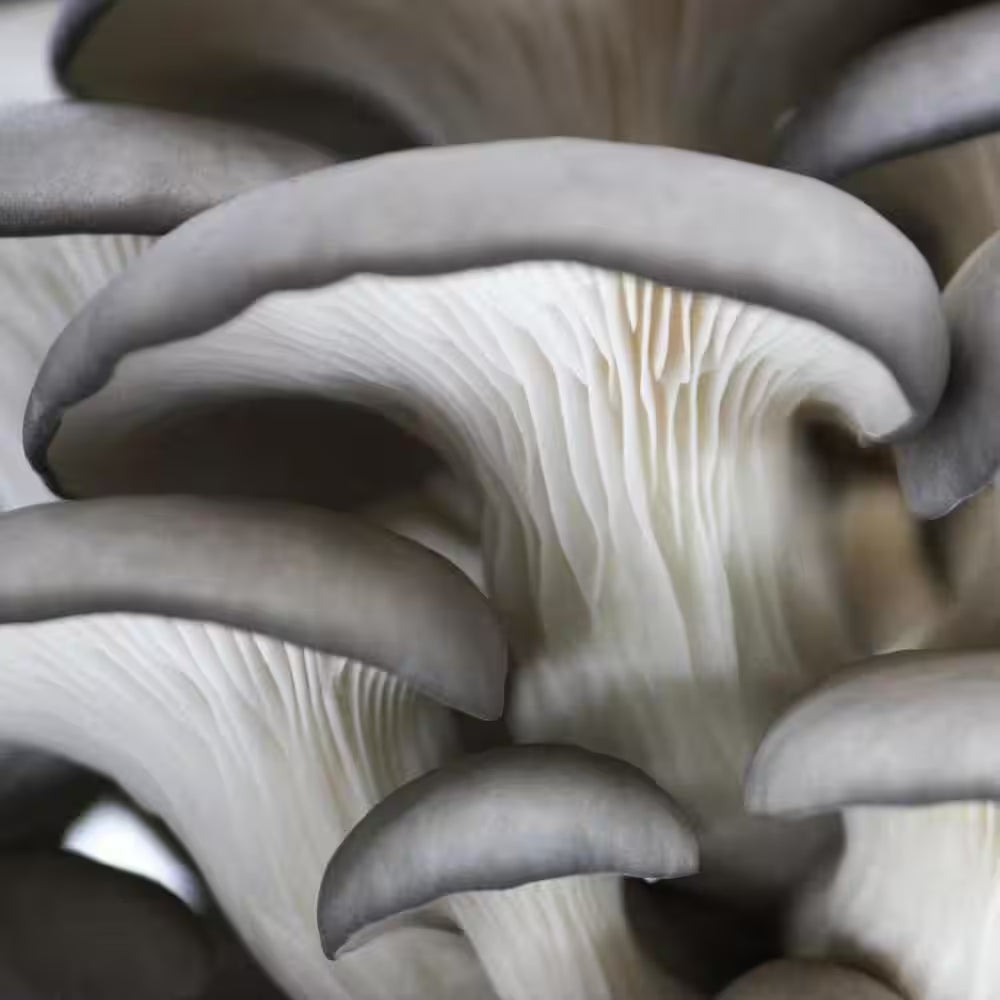Organic Blue Oyster Mushroom Spray & Grow Kit