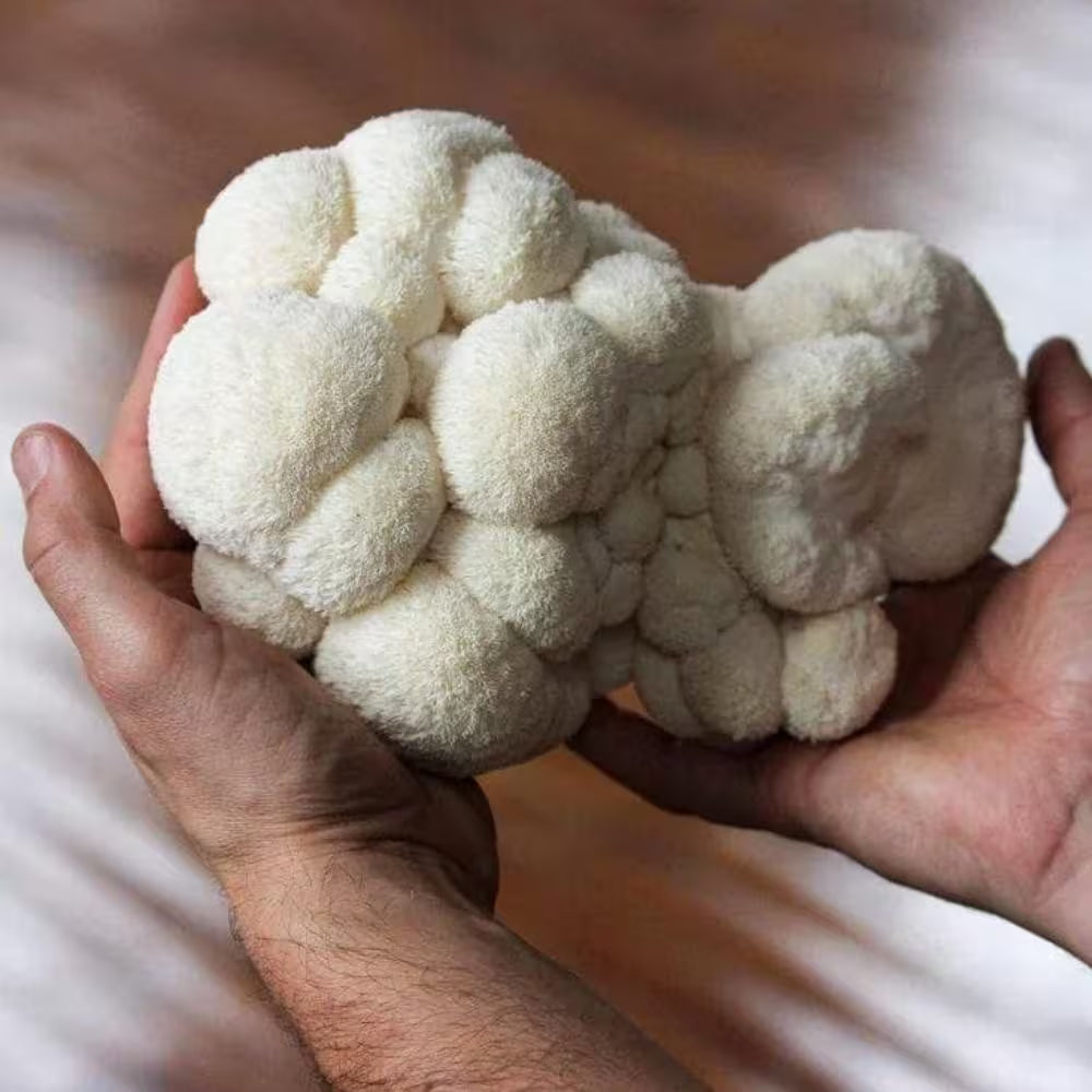 Organic Lion'S Mane Mushroom Spray and Grow