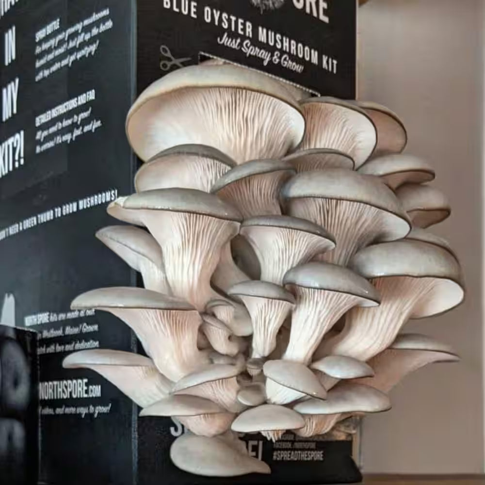 Organic Blue Oyster Mushroom Spray & Grow Kit